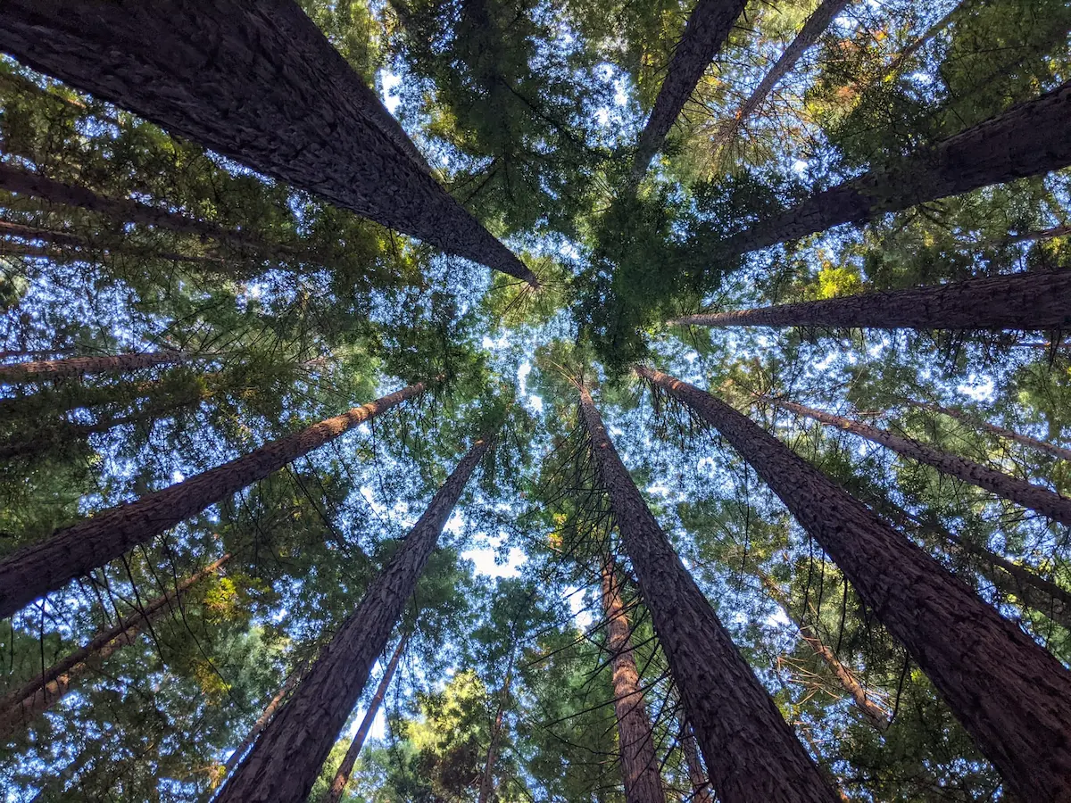 Upward view of tall trees, symbolising renewal, strength, and natural energy.