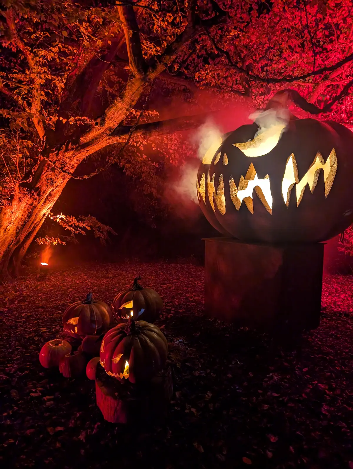 Group of glowing pumpkins and lanterns under autumn trees on Halloween night, capturing family fun, warmth and energy – The Iron Infusion Centre, Hertfordshire