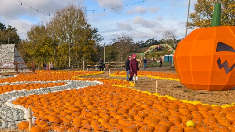 Bright autumn pumpkin field under blue skies, celebrating Halloween and highlighting seasonal foods rich in iron.